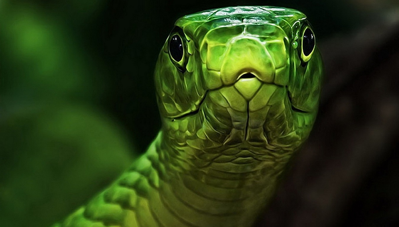 Featured Image - Most Poisonous Snakes In the World