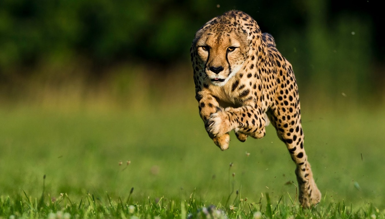Featured Image - Top 10 Fastest Animals On Earth 2