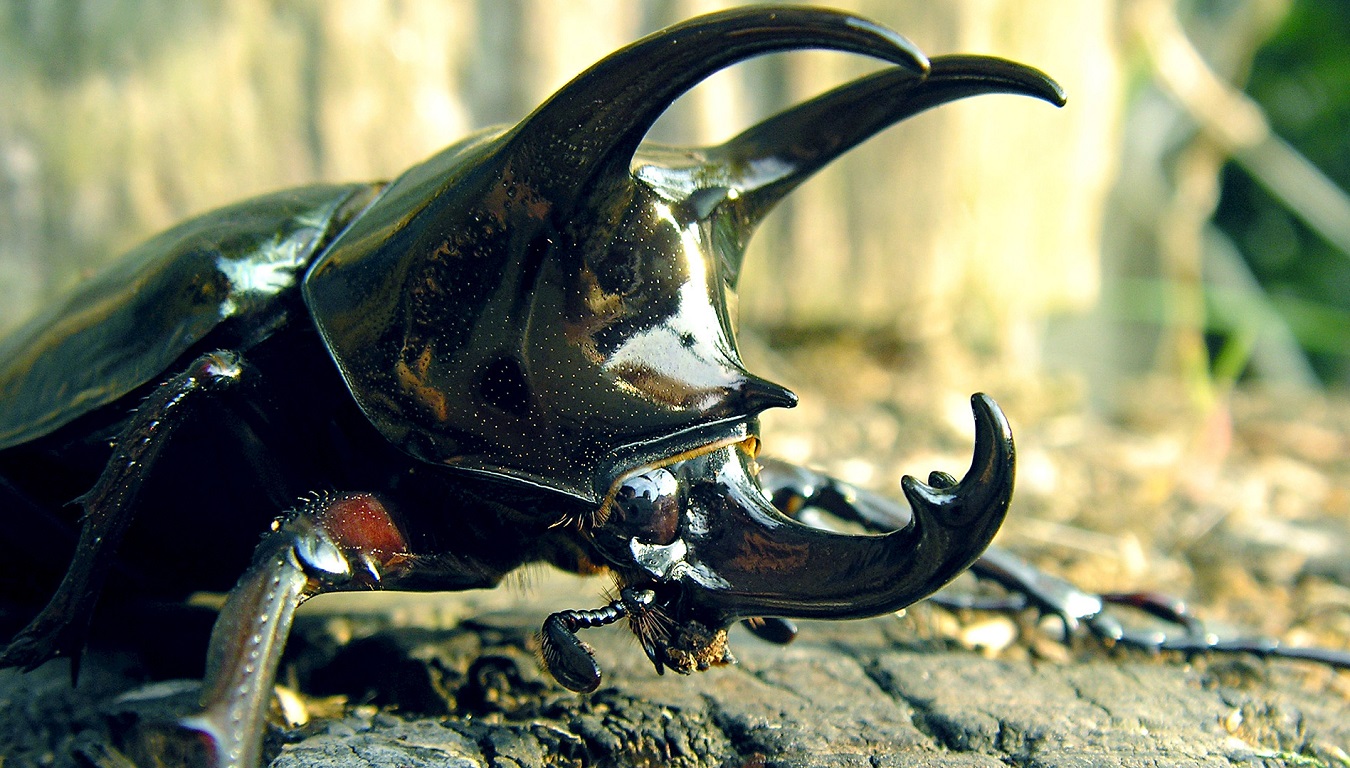 Featured Image - Top 10 Strangest Insects in the World