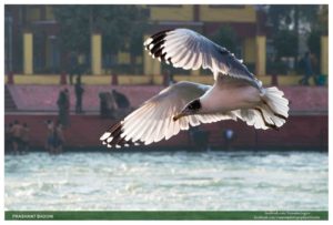 03. Brown Headed Gull - India Images