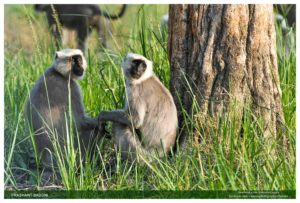 05. Langur Pair - India Images