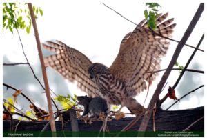 07. Falcon - India Images