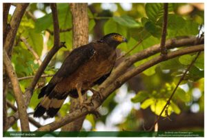 10. Crested Serpent Eagle - India Images