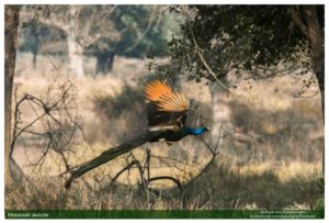 16. The Peacock of North - India Images