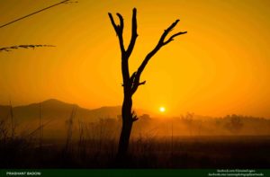 17. Rajaji National Park - India Images