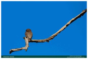 19. The Owl - India Images