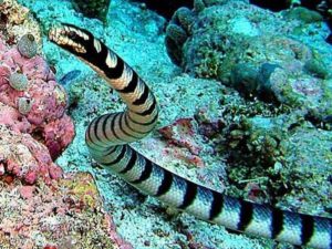 1. Belcher’s Sea Snake - Most Poisonous Snakes