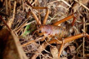 1. Little Barrier Island Giant Weta - Top 10 Strangest Insects in the World