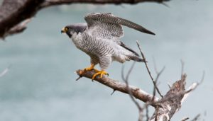 1. Peregrine Falcon - Fastest Animals