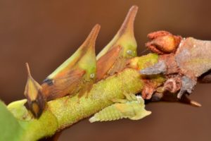 10. Brazilian Treehopper - Top 10 Strangest Insects in the World