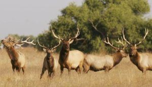 10. Elk - Fastest Animals