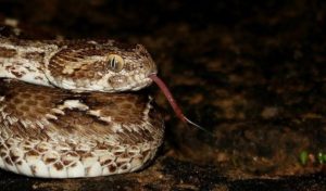 10. Saw Scaled Viper - Most Poisonous Snakes