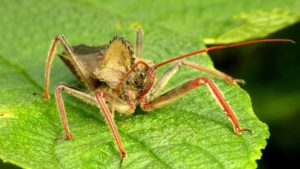 2. Assassin Bugs - Top 10 Strangest Insects in the World