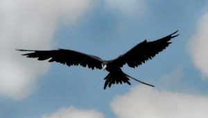 2. Frigate Bird - Fastest Animals