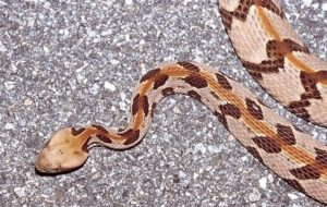 2. Rattlesnake - Most Poisonous Snakes
