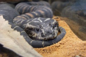 3. Death Adder - Most Poisonous Snakes