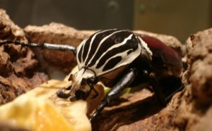 3. Goliath Beetle - Top 10 Strangest Insects in the World