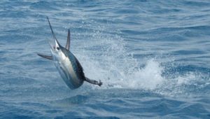 3. Sail Fish - Fastest Animals