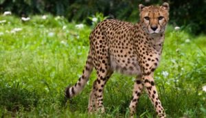 4. Cheetah - Fastest Animals