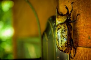 4. Hercules Beetle - Top 10 Strangest Insects in the World