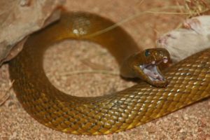 4. Inland Taipan - Most Poisonous Snakes