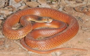 5. Eastern Brown Snake - Most Poisonous Snakes