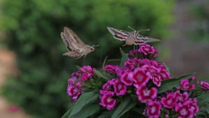 5. Hummingbird Moth - Top 10 Strangest Insects in the World