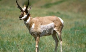 5. Pronghorn Antelope - Fastest Animals