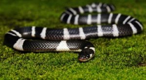 6. Blue Krait - Most Poisonous Snakes