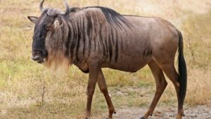 6. Blue Wildebeest - Fastest Animals