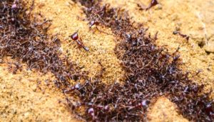 6. Driver Ants - Top 10 Strangest Insects in the World