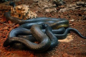 7. Black Mamba - Most Poisonous Snakes