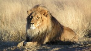 7. Lion - Fastest Animals