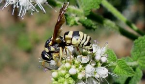7. Twisted Wing Parasite - Top 10 Strangest Insects in the World