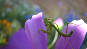 8. Flower Mantis - Top 10 Strangest Insects in the World