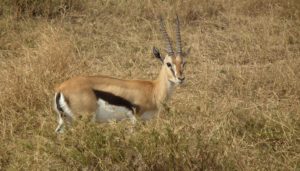 8. Thomson’s Gazelle - Fastest Animals