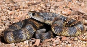 8. Tiger Snake - Most Poisonous Snakes