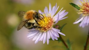 9. Bees - Top 10 Strangest Insects in the World