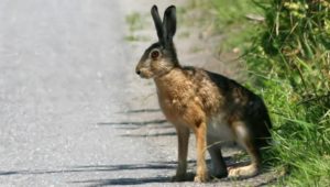 9. Brown Hare - Fastest Animals