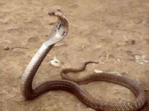 9. Philippine Cobra - Most Poisonous Snakes